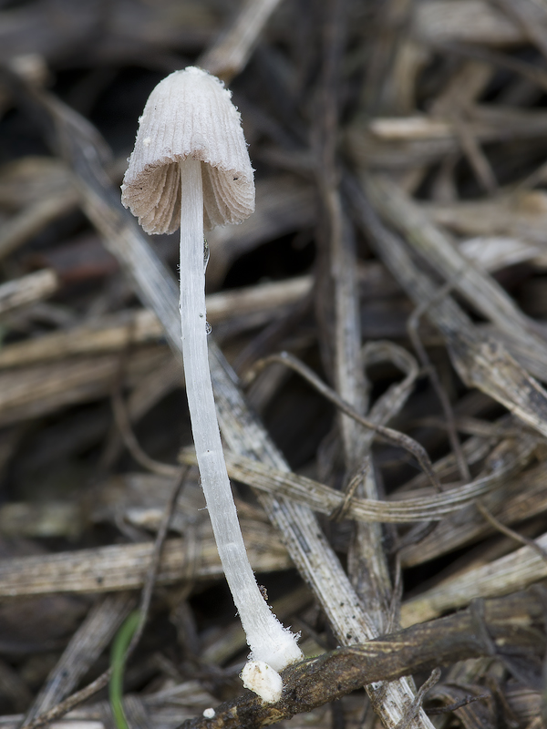 Coprinopsis urticicola